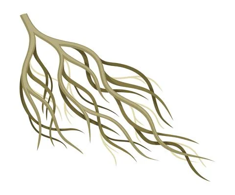 Root tree system, creeping underground stem. Botany or dendrology design element Stock Illustration