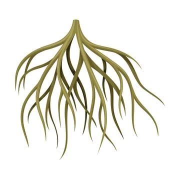 Root tree system, underground stem or rootstalk. Botany or dendrology design Stock Illustration