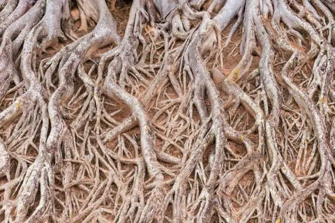 Root of tree texture Stock Photos