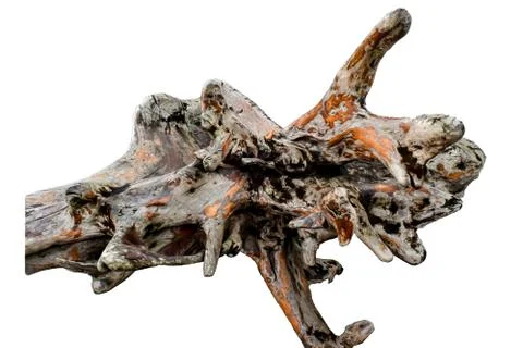 The root tree timber isolated on white background. Stock Photos