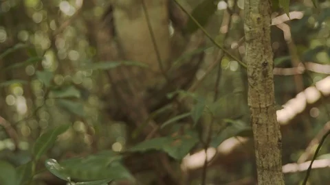 Root on a tree trunk Stock Footage 127492760