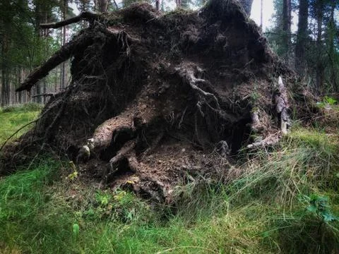 Root of a tree trunk in a Scottish forest Stock Photos