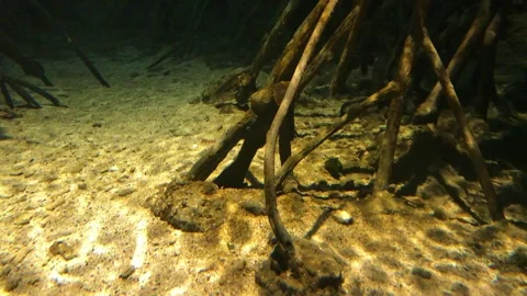 Root tree underwater, reflection light on the ground 스톡 동영상 255181404