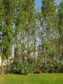The root of trees from nature Stock Photos