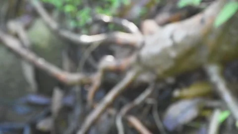 Root trees waterfall and stone beautiful nature Stock Footage 132096567