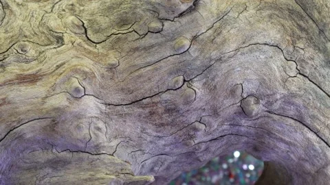 Root from tropical wood Video stock 232052804