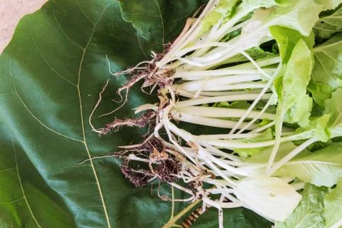 Root of true vegetable on leaf and bamboo blind floor Stock Photos