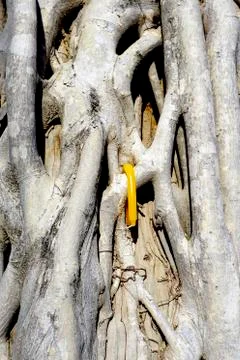 Root on the trunk of tree texture with candle closeup Stock Photos