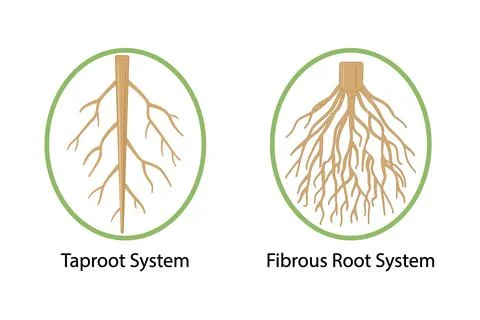 Root types icon isolated on white background, taproot and fibrous root system Stock Illustration