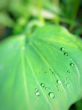 Root vegetable plant with water drops Stock Photos