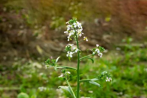 Root vegetable which is the white radish or red radish Stock Photos