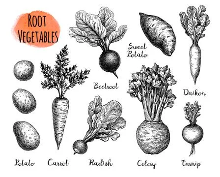 Root Vegetables big set. Stock Illustration