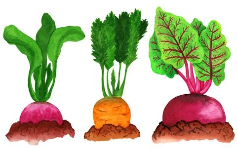 Root vegetables in the garden bed. Radish, carrot and beet with haulm in soil Stock Illustration