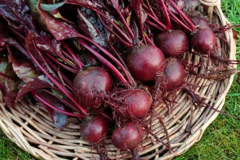 Root vegetables Stock Photos