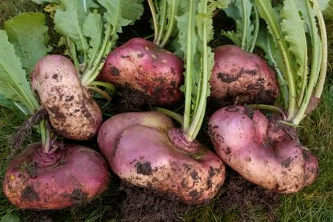 Root vegetables Stock Photos