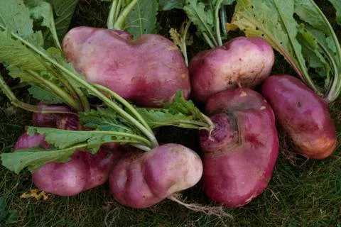 Root vegetables Stock Photos