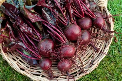 Root vegetables Stock Photos