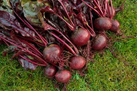 Root vegetables Stock Photos