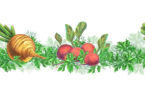 Root vegetables radish and radish with sprigs of green herbs - dill and parsley Stock Illustration