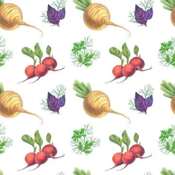 Root vegetables radish and radish with sprigs of green herbs - basil, dill and Stock Illustration