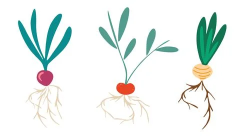 Root vegetables. Set of different tuberous vegetables with tops. Radish, turn Stock Illustration