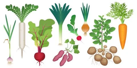 Root vegetables set, healthy raw tubers harvest collection from farm or backyard Stock Illustration
