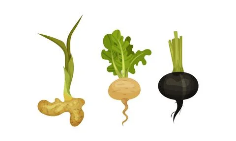 Root Vegetables as Underground Plant Part with Ginger and Turnip Vector Set Stock Illustration