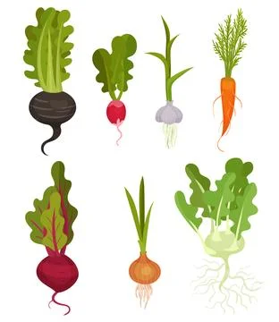 Root Vegetables as Underground Plant Part with Beetroot, Onion, Carrot, Radish Illustrazione stock