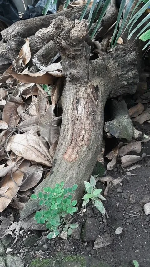 Root, Vertical Footage Stock-Footage 332571565
