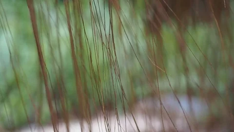 Root vines swaying with the wind - 11sec Stock Footage 108659113