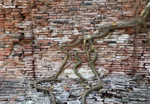 Root on the wall Stock Photos