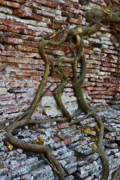 Root on the wall Stock Photos