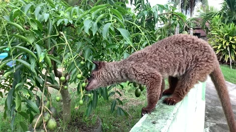 Root Weasel Eating Fruit Stock Footage 218447191