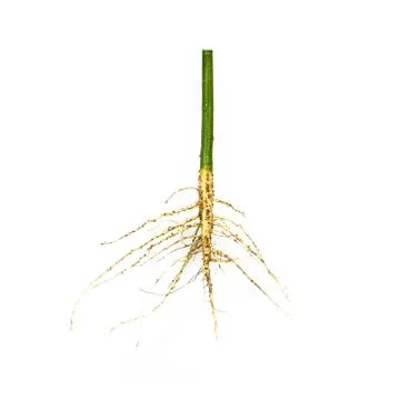 Root of weed, unwanted flora,Root of  broadleaf weeds Isolated from a white b Stock Photos