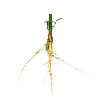 Root of weed, unwanted flora,Root of  broadleaf weeds Isolated from a white b Stock Photos
