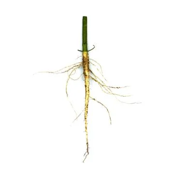 Root of weed, unwanted flora,Root of  broadleaf weeds Isolated from a white b Stock Photos