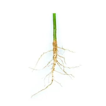 Root of weed, unwanted flora,Root of  broadleaf weeds Isolated from a white b Stock Photos