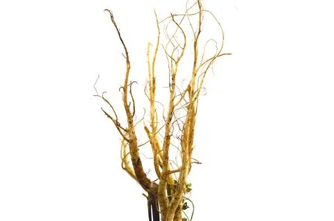 Root on white background Stock Photos