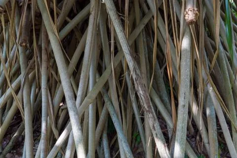 Root of wild plant Stock Photos