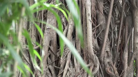 Root of wisdom tree seen through blurred leafs Stock Footage 162442869