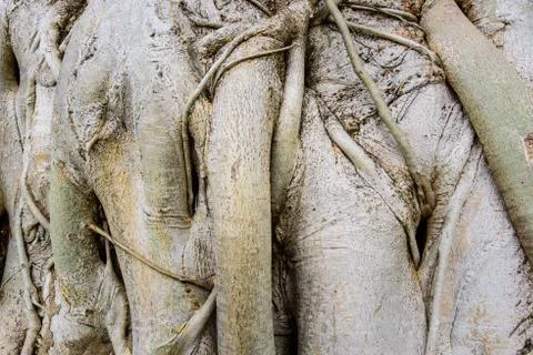 Root wood background texture. Stock Photos