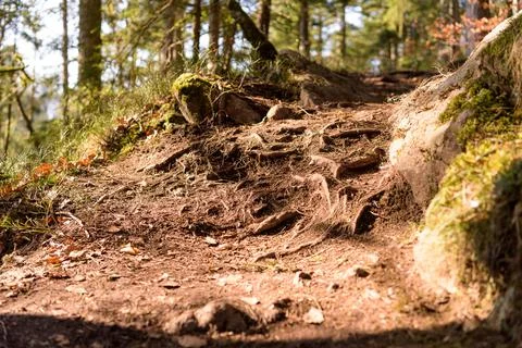 Root work on earthy path in forest Stock Photos