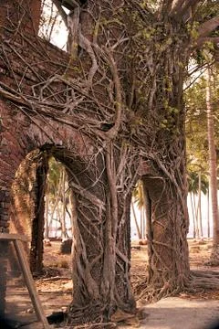 Root Wrapped Wrecked Building Stock Photos