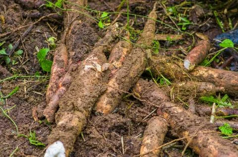 Root of yucca plant, inside of the amazon forest in Cuyabeno, Ecuador Stock Photos