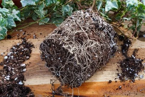 Rootbound house plant being repotted. Stock Photos