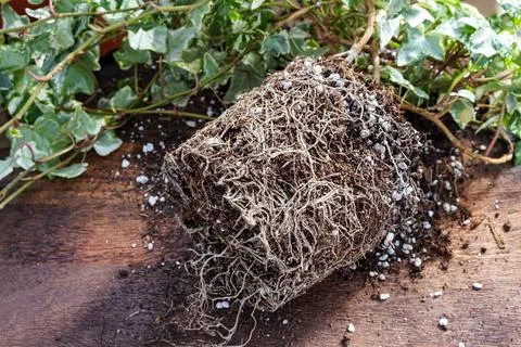 Rootbound house plant. Foto stock