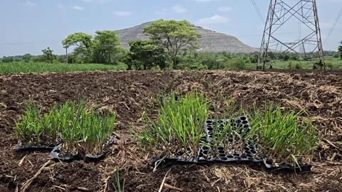 Rooted in a completed plantation, remained sugarcane saplings in trays stand ben 库存影片 336856615