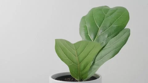 Rooted cutting of fiddle leaf fig or ficus lyrata Stock Footage 304815576
