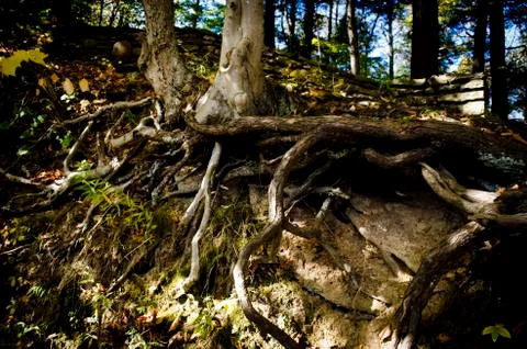 Rooted in Insanity Stock Photos