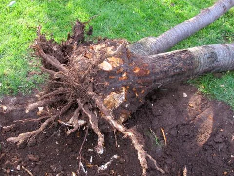 Rooted out an old cherry tree in the autumn garden Stock Photos